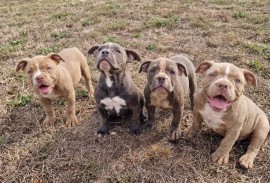 EXOTIC BULLY ŠTENCI, Ostružnica