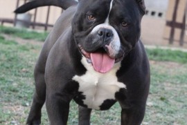 EXOTIC BULLY ŠTENCI, Ostružnica
