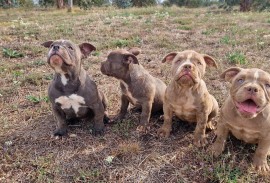 EXOTIC BULLY ŠTENCI, Ostružnica