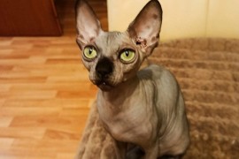 Sphynx mačići, Kućni ljubimci, Mačke i mačići, Novi Sad