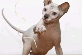 Sphynx mačići, Kućni ljubimci, Mačke i mačići, Novi Sad