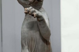 Sphynx mačići, Kućni ljubimci, Mačke i mačići, Novi Sad