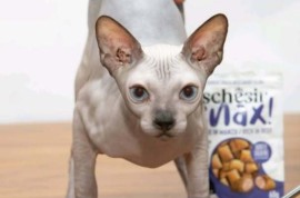 Sphynx mačići, Kućni ljubimci, Mačke i mačići, Novi Sad