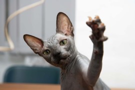 Sphynx mačići, Kućni ljubimci, Mačke i mačići, Novi Sad