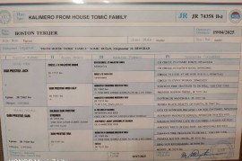 Boston terijer, mužjak za parenje, Beograd
