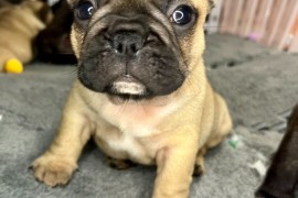 Francuski Buldog prelepi štenci, Novi Sad