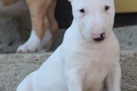 Mini Bull terijer stenci, Beograd (Stari Grad)