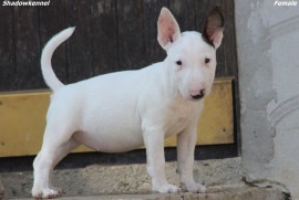 Mini Bull terijer stenci, Beograd (Stari Grad)