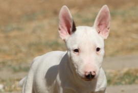Mini Bull terijer stenci, Beograd (Stari Grad)
