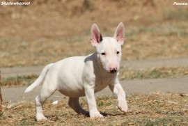 Mini Bull terijer stenci, Beograd (Stari Grad)
