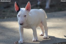 Mini Bull terijer stenci, Beograd (Stari Grad)