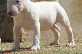Mini Bull terijer stenci, Beograd (Stari Grad)
