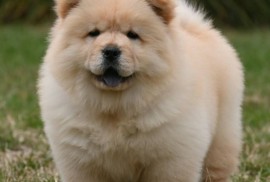 Chow Chow Čau Čau štenci, Valjevo