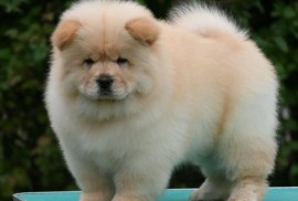 Chow Chow Čau Čau štenci, Valjevo
