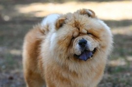 Chow Chow - dostupan za parenje, Valjevo