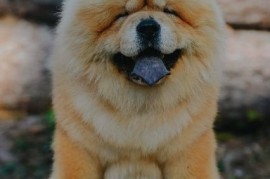 Chow Chow - dostupan za parenje, Valjevo