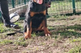 Rotvajler, vrhunsko leglo, Beograd (Zemun)