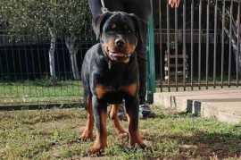 Rotvajler, vrhunsko leglo, Beograd (Zemun)