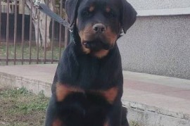 Rotvajler, vrhunsko leglo, Beograd (Zemun)