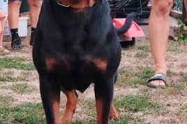 Rotvajler, vrhunsko leglo, Beograd (Zemun)