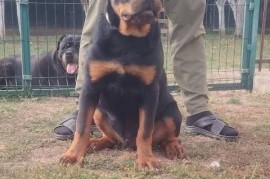 Rotvajler, vrhunsko leglo, Beograd (Zemun)