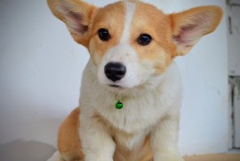 Velški korgi/Welsh Corgi Pembroke, Kragujevac