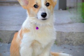 Velški korgi/Welsh Corgi Pembroke, Kragujevac