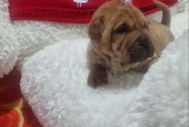 Šar pej štenci , Petrovaradin