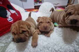 Šar pej štenci , Petrovaradin