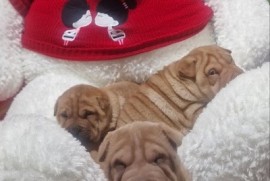 Šar pej štenci , Petrovaradin