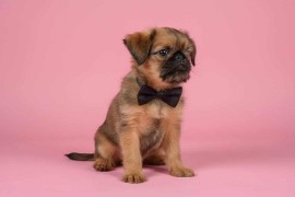 Briselski Grifon – vrhunsko muško štene , Beograd