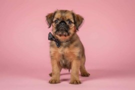 Briselski Grifon – vrhunsko muško štene , Beograd