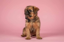 Briselski Grifon – vrhunsko muško štene , Beograd