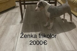 Pit bull terijer, Ruma