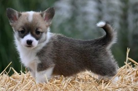 Velški korgi Welsh Corgi Pembroke, Valjevo