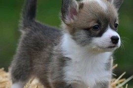Velški korgi Welsh Corgi Pembroke, Valjevo