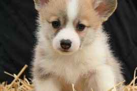 Velški korgi Welsh Corgi Pembroke, Valjevo