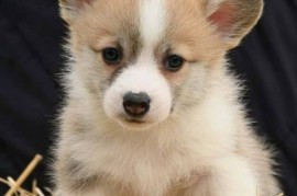 Velški korgi Welsh Corgi Pembroke, Valjevo