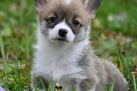 Velški korgi Welsh Corgi Pembroke, Valjevo