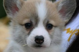 Velški korgi Welsh Corgi Pembroke, Valjevo