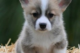Velški korgi Welsh Corgi Pembroke, Valjevo