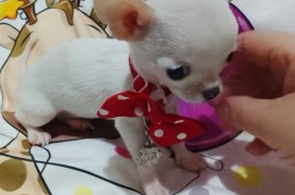 MINI ČIVAVE, Beograd