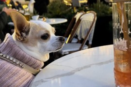 MINI ČIVAVE, Beograd