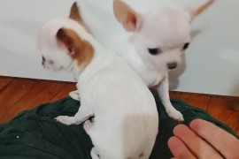 MINI ČIVAVE, Beograd