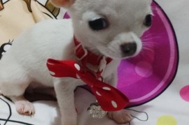 MINI ČIVAVE, Beograd