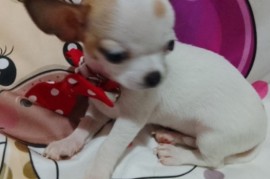 MINI ČIVAVE, Beograd