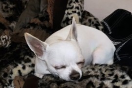 MINI ČIVAVE, Beograd