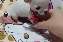 MINI ČIVAVE, Beograd