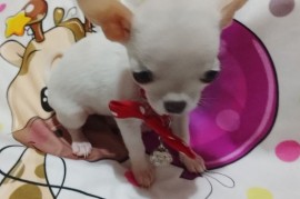 MINI ČIVAVE, Beograd