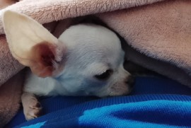 MINI ČIVAVE, Beograd